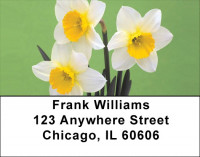 Dreamy Daffodils Address Labels | LBZFLO-72