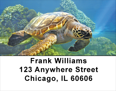 Sea Turtles Address Labels