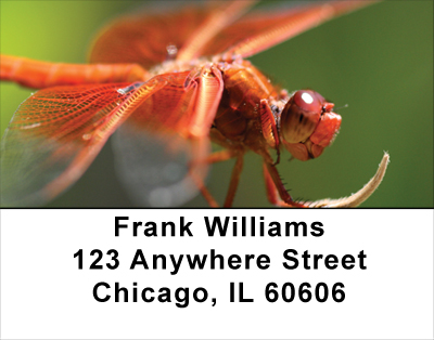 Dragonflies Address Labels