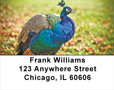Peacock Plumes Address Labels