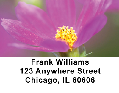 Blooming Closeups Address Labels