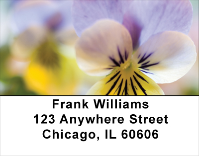 Playful Pansies Address Labels