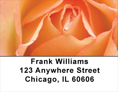 Peach Roses Address Labels