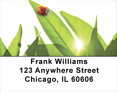 Enchanted Greenery Address Labels