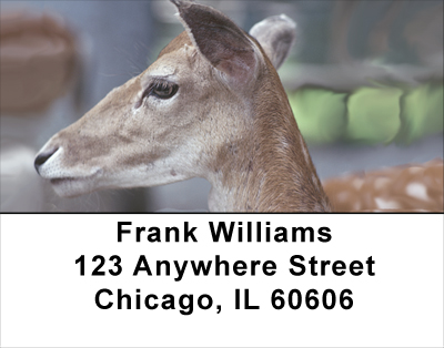 Deer Closeups Address Labels