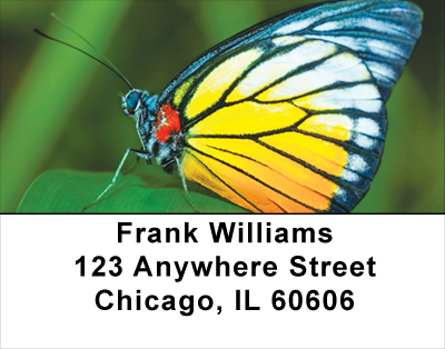 Butterfly Bonanza Address Labels