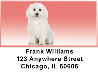 Adorable Bichons Address Labels