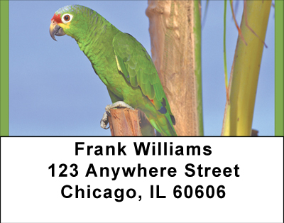 Perky Parrots Address Labels