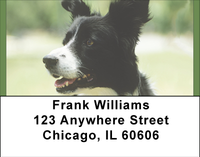 Border Collies Address Labels
