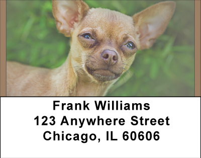 Chihuahua Mania Address Labels
