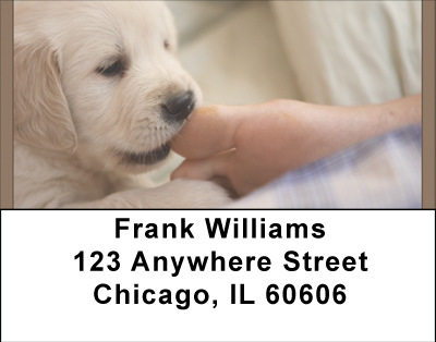 Golden Retriever Puppies Address Labels