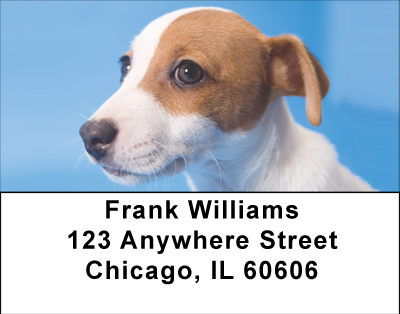 Jack Russell Puppy Love Address Labels