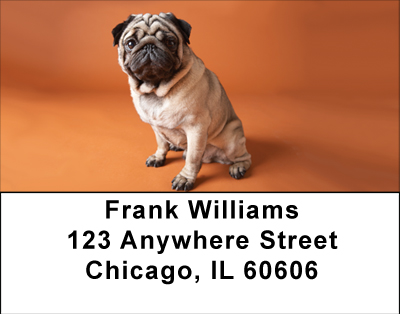 Pug Puppies Address Labels