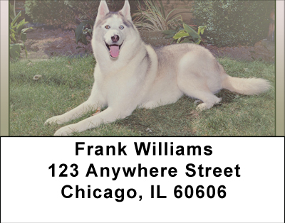 Siberian Husky Address Labels