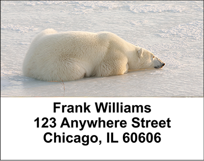 Polar Bears Address Labels
