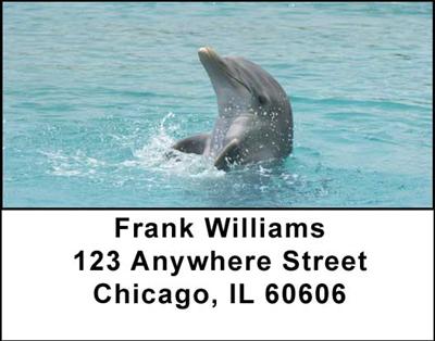 Dolphins Address Labels