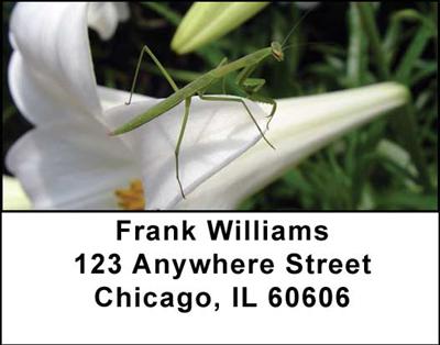 Praying Mantises Address Labels