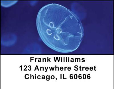 Jellyfishes Address Labels