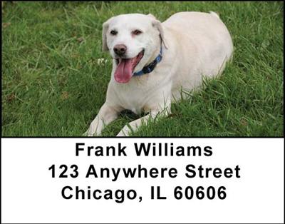 Golden Labradors Address Labels