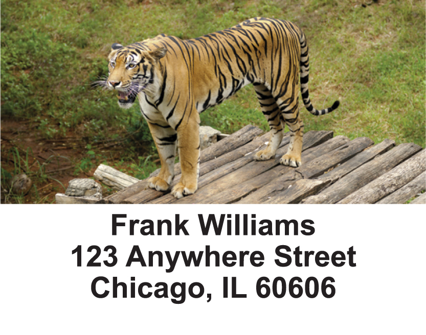 Bengal Tigers Address Labels