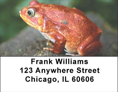Funky Frogs Address Labels