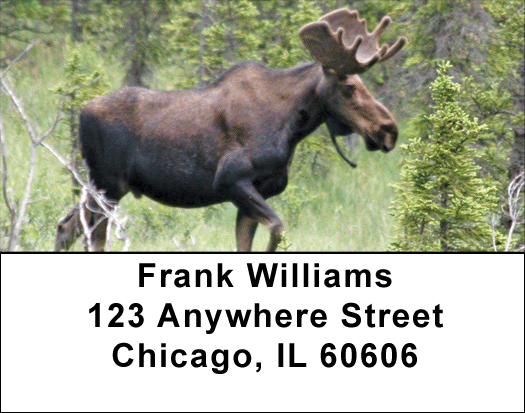 Moose Address Labels