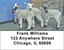 Lambs Address Labels