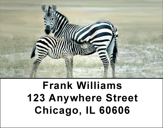 Zebra & Babies Address Labels