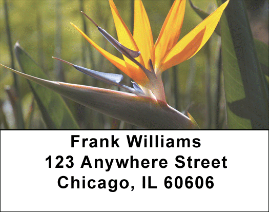 Bird Of Paradise Address Labels
