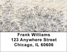 Fern Fossils Address Labels