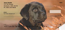 Labrador Puppies Personal Checks