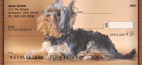yorkshire terrier checks