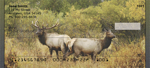 Rocky Mountain Elk In Fall Checks