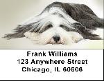Long Haired Collie Address Labels