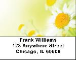 Dreamy Daisies Address Labels