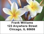 Plumeria Address Labels