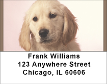 Golden Retriever Puppies Address Labels