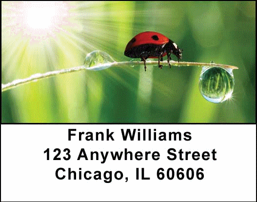 Ladybugs Address Labels