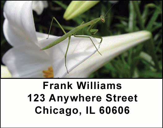 Praying Mantises Address Labels