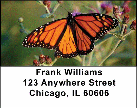 Monarch Butterflies Address Labels