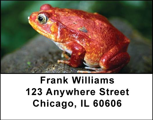Funky Frogs Address Labels