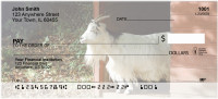 Farm Animals Personal Checks | ANI-05