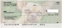 Chihuahua Mania Personal Checks | BBA-92