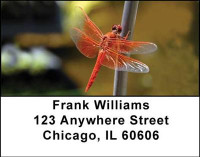 Dragonflies Address Labels | LBANI-26