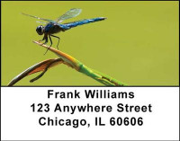 Dragonflies Address Labels | LBANI-26