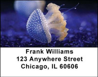 Jellyfishes Address Labels | LBANI-37