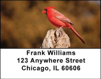 Cardinals Address Labels | LBANI-40
