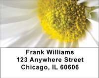 Daisy Dreamin' Address Labels | LBBBA-27
