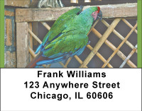 Perky Parrots Address Labels | LBBBA-67