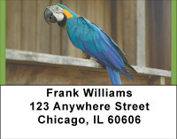 Perky Parrots Address Labels | LBBBA-67